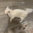 قطة منزلية لونها ابيض