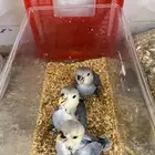 فروخ روز اللوان حلوه