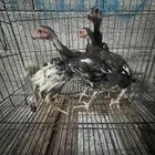 5 فروخ شامو الماني