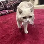 قط سكوتش متروك للأسف .. للتبني