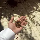 مسباح كوك مع عضم