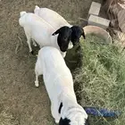 ببري وساكني