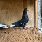 حمام قطيفي