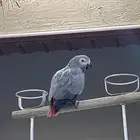 ببغاء كاسكو