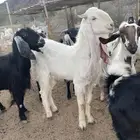 عشيرة شمال الطايف