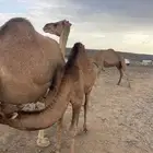 للبيع حاشي على حليب امه