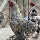 ديك براهماء للبيع