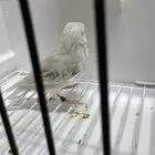 للبيع 3 حبات كناري لؤلؤة