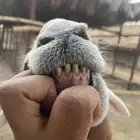 فحل حري