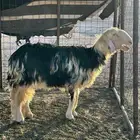 نعجه صنف طيبه ولدت قبل كذا وعاسرت بولدها بعدها ماولدت ولا
