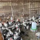 دياكة و دجاج نوع في ومي للبيع