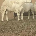 فحل حري جااامع حار معرف مشروط