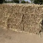 ملبن قصب