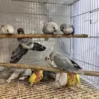 فروخ روز اللوان فواتح