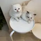 قطط هملايا وسكوتش