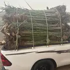 نخل مثمر للبيع مع التوصيل والزراعه