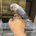 طيور روز اليفه