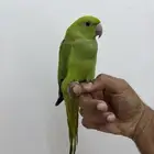 ببغاء الدره اليف
