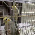 زوج كروان اليف وهدد داخلي وكناري ويبزا منتجين وبصحة جيدة