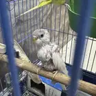 طيور بادجي للبيع مستعجل