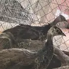 طائوس او طاووس فراخه للبيع