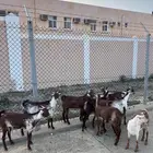 خبيش وشح دهم