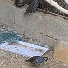 طيور كالفوني