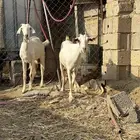 ماعز