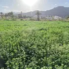 جربة قضب راوي وعلى عنايه
