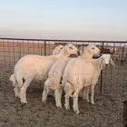 للبيع طليان حرية ذبايح فاخره