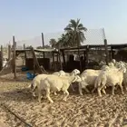 خرفان حريات ( تم البيع )