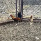 ديك ودجاجه كفو وشرط من جميع النواحي