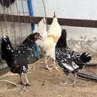 طقم بلدي ماكنتوش