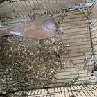 للبيع حمام ياكريم