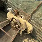 طليان منسبات