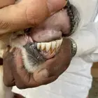 شاه نجديه متبع