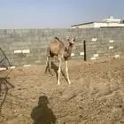 قعود اصيل