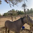 حصان شعبي