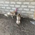 دجاج رومي