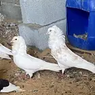 ازواج حمام