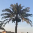 نخل أخلاص شيشي وغيره