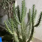 شجره الحظ او الشجره الافريقيه