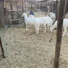 للبيع طليان