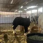رخل نجدية خصم