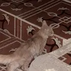 بسه للبيع با 15