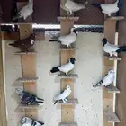 للبيع حمام كش