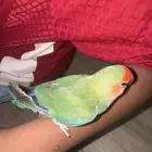 أليف 250