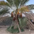 نخلة صفرية معها 3 بنات بيشة - جميع