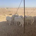 حري ذبايح زواج ذبائح مناسبات يوجد صلخ وتوصيل داخل جده