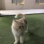 قط للتبني